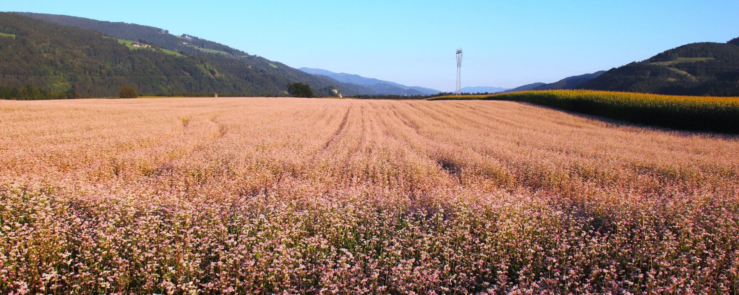 Hadnfeld_Schloss Leifling
