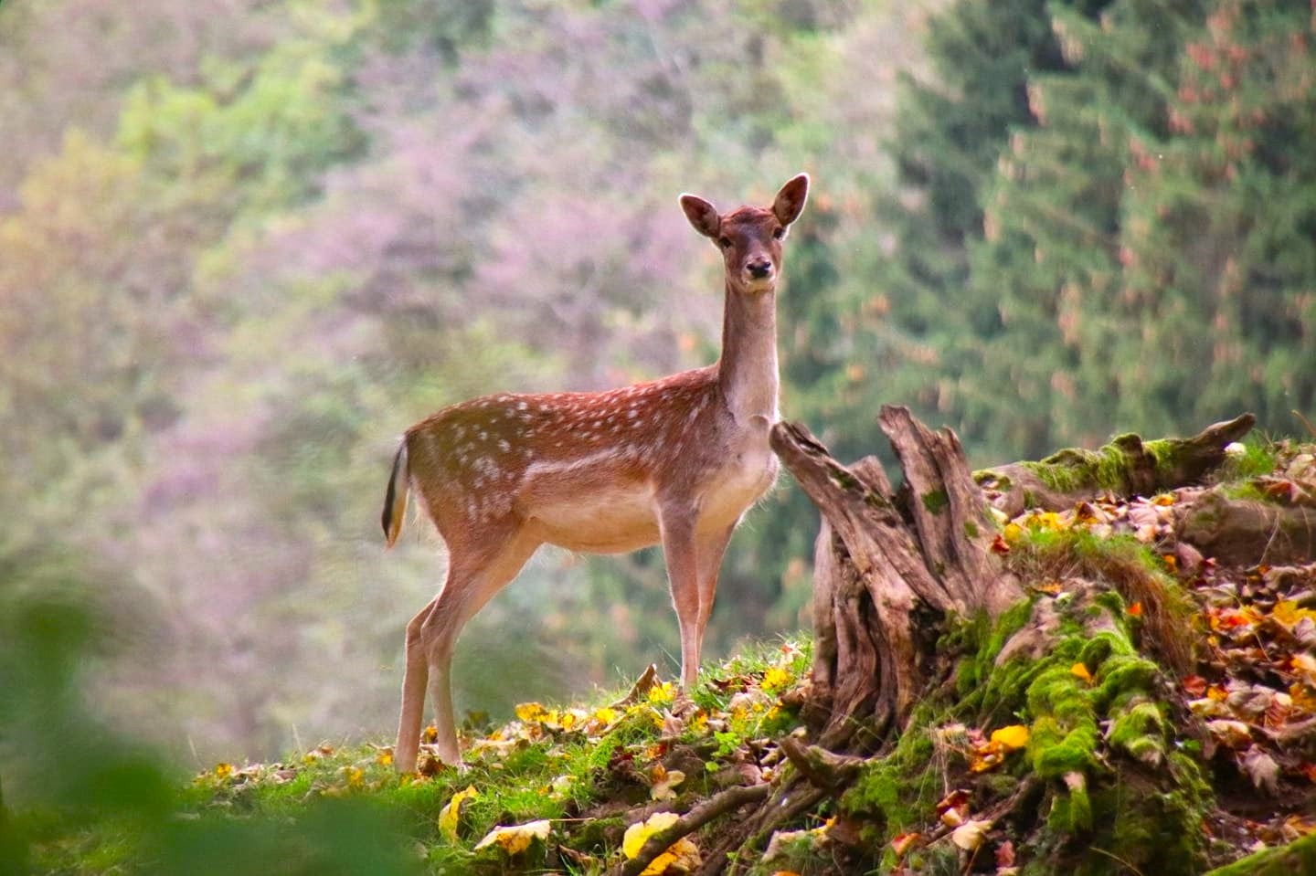 Wild - Schloss Leifling