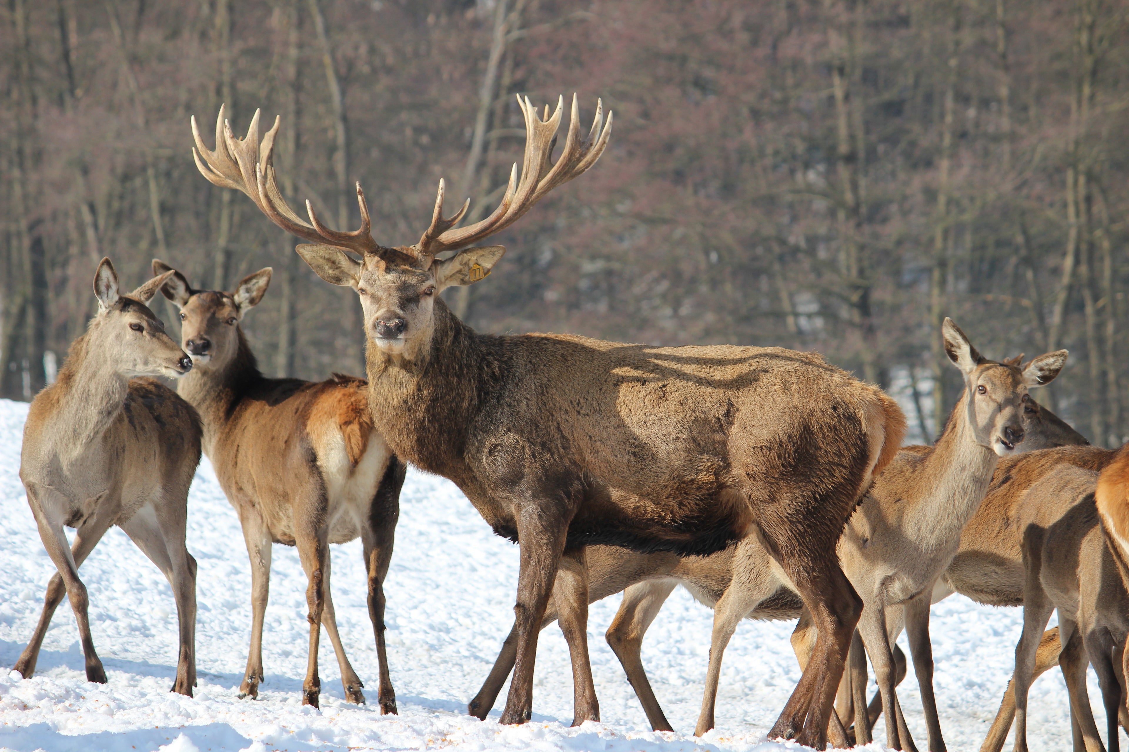 Wild - Schloss Leifling