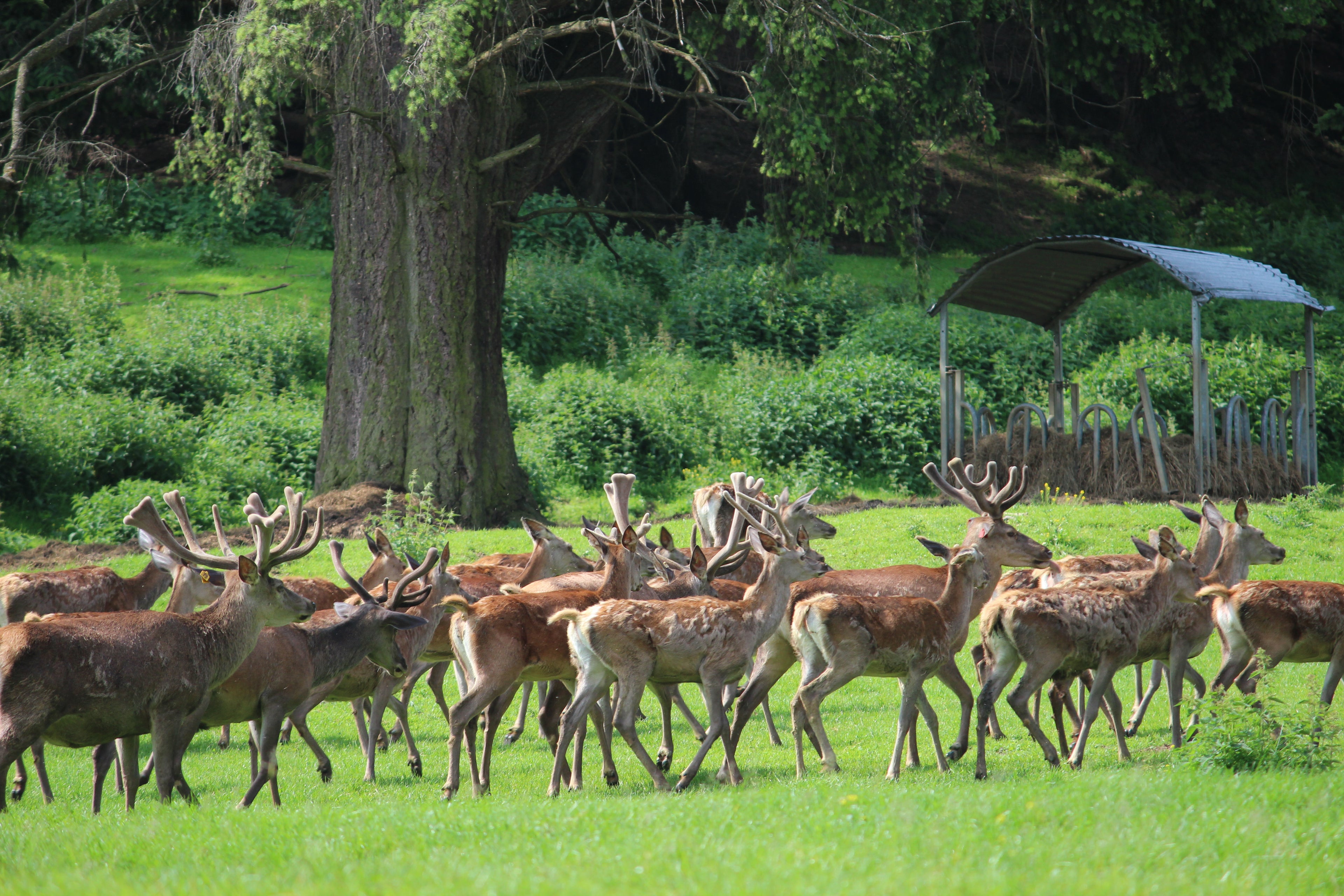 Wild Schloss Leifling